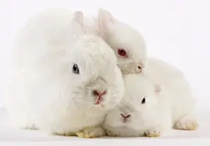 Miniatures: Dwarf Rabbits