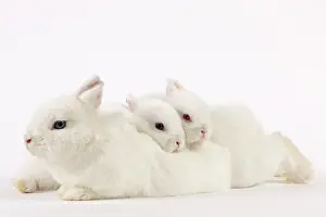 Miniatures: Dwarf Rabbits
