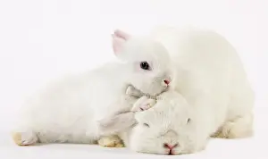 Miniatures: Dwarf Rabbits