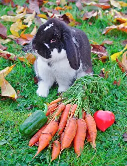 Pepper: Dwarf ram rabbit next to a bunch of carrots with