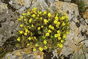 Ononis: Dwarf Rest-harrow on limestone rock south-west France