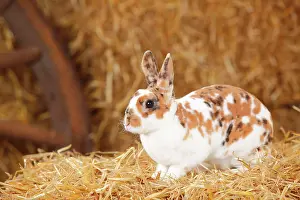 Photog: Dwarf Rex Rabbit, three-coloured, sitting in straw