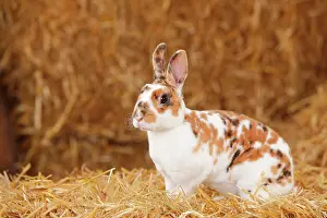 Photog: Dwarf Rex Rabbit, three-coloured, sitting in straw