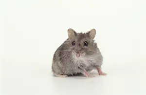 Hamsters: Dwarf Russian Hamster Blue Sapphire