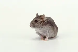 Hamsters: Dwarf Russian Hamster Blue Sapphire