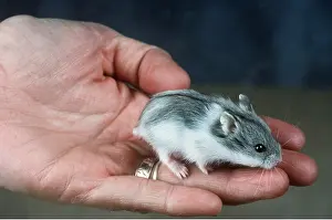 Hamsters: DWARF RUSSIAN HAMSTER - on human hand