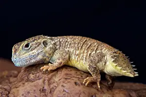 Agama: Dwarf shield tailed agama (Xenagama batilifera)