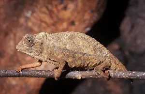 Rhampholeon: Dwarf Short-Tail Chameleon