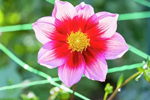 Cycle: Dwarf Single-flowered dahlia Hsroune, Dahlia Hsroune