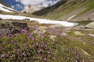 Pusilla: Dwarf Snowbell - at high altitude in Val Minor