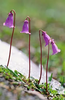 Pusilla: Dwarf SNOWBELLS - Alpine Flower