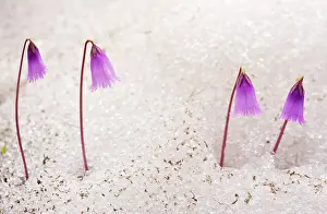Pusilla: Dwarf Snowbells pushing up through the snow