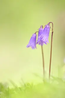 Soldanella: Dwarf Soldanella