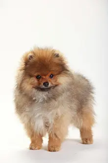 Spitz: Dwarf Spike, Puppy, 4 months, standing
