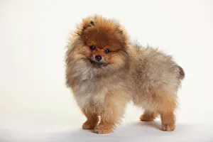 Spitz: Dwarf Spike, Puppy, 4 months, standing