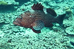 Epinephelus: Dwarf Spotted Grouper