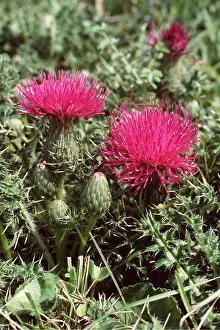 Thorns: Dwarf / Stemless Thistle - on chalk