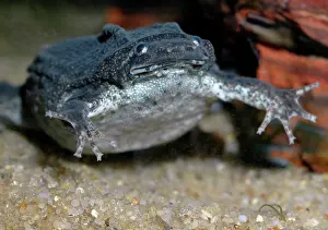 Pipa: Dwarf Surinam Toad, South America