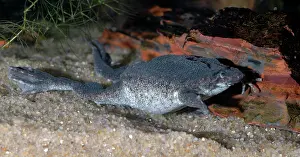 Pipa: Dwarf Surinam Toad, South America