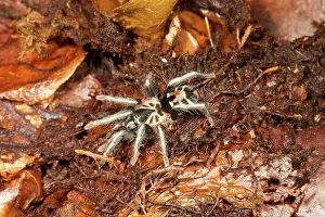 Meta: Dwarf Tarantula