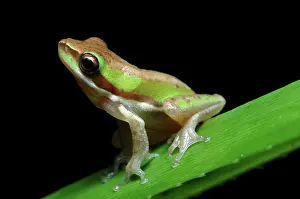 Litoria: Dwarf Treefrog (Litoria fallax)