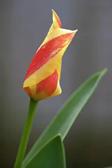 Streaked: Dwarf tulip, Tulipa Giuseppi Verdi, Side view