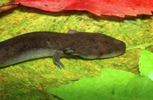 Punctatus: Dwarf Waterdog