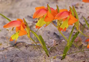 Gladiolus: Dwarf wild Gladiolus - in the Cederberg Mountains