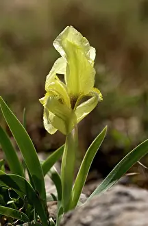 Suaveolens: Dwarf Wild Iris
