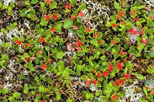 Empetrum: Dwarf Willow