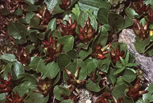Willows: LEAST / DWARF WILLOW