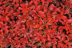 Willows: Dwarf Willow in Autumn colour - October