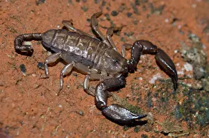 Dwarf: Dwarf Wood Scorpion