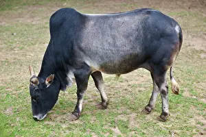 Zebus: Dwarf Zebu - A development of the sacred cattle