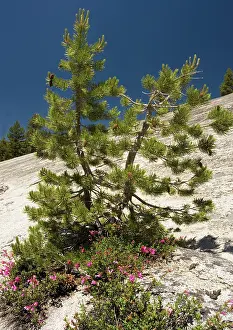 Dwarfed: Dwarfed Lodgepole Pine - with Newberry Penstemon on granite