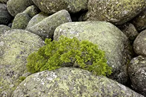 Formed: Dwarfed Norway Spruce - on Vitosha stone river