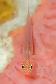 Ampat: Dwarfgoby