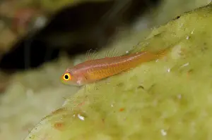 Angus: Dwarfgoby on coral Batu Angus dive site, Lembeh