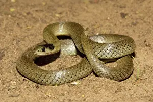 Elapid: Dwyer's Snake