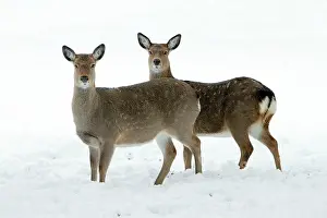 Sika: Dybowski's / Sika Deer - two does alert on snow