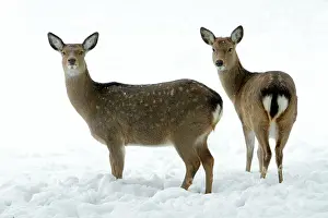 Sika: Dybowski's / Sika Deer - two does alert on snow