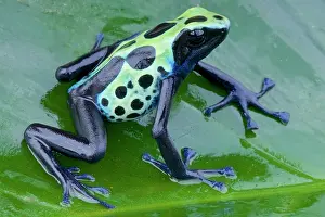 Suriname: Dyed dartfrog (Dendrobates tinctorius) Green Sipaliwini