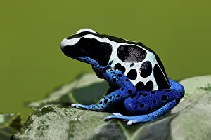 Tinctorius: Dyeing Dart Frog (Dendrobates tinctorius