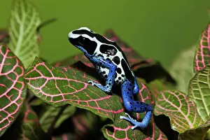 Dyeing Dart Frog (Dendrobates tinctorius