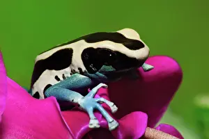 Poisondart: Dyeing Dart Frog ^Patricia^