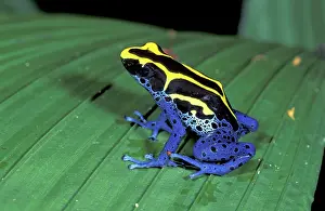 Dyeing Poison Arrow / Dart Frog