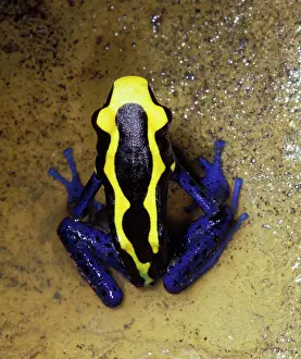 Tinctorius: Dyeing Poison Arrow / Dart Frog