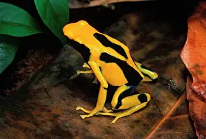 Tinctorius: Dyeing Poison Arrow / Poison Dart Frog