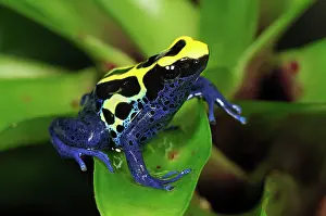 Tinctorius: Dyeing Poison Dart Frog