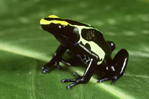 Tinctorius: Dyeing Poison Dart Frog